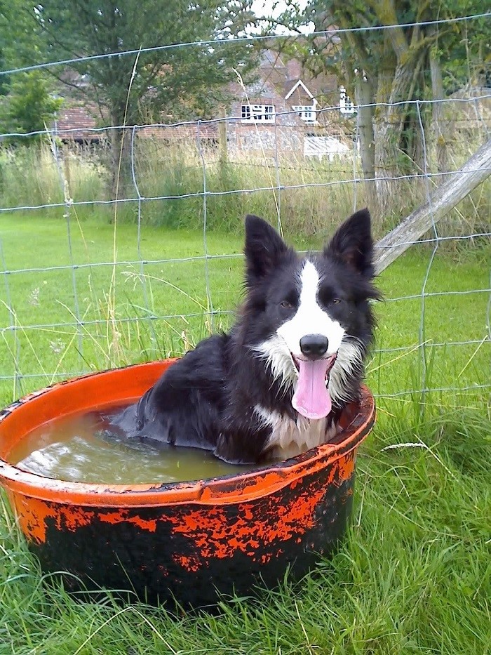 Skye_cooling_off_in_water_tub_small.jpg